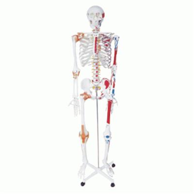人体骨骼附关节韧带和肌肉起止点着色模型（180cm）A006