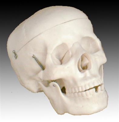 自然大头骨模型KYE05009