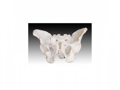 男性骨盆模型KYE05010