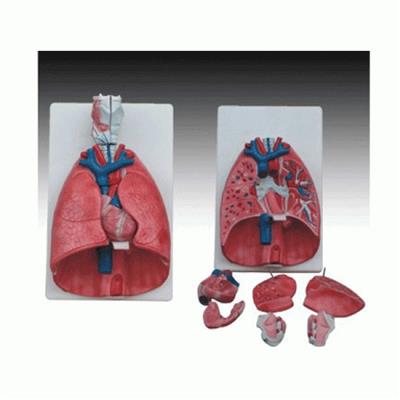 喉、心、肺模型KAY-320