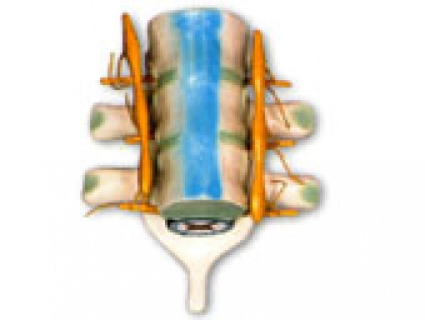 脊髓和脊神经KL1202
