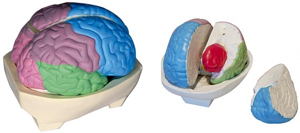 大脑分叶模型KL1226