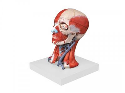 头颈部肌肉、血管附脑模型KL-A18211