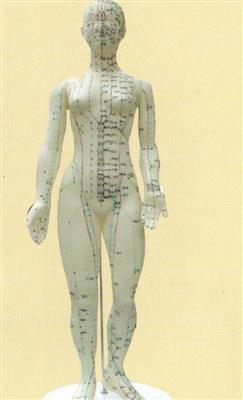 针灸人体模型女48cm