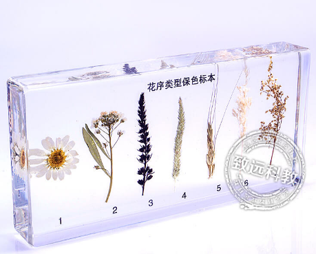 中学地理类花序类型保色标本Ⅰ