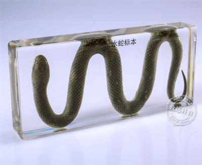中学仪器类水蛇标本Ⅰ