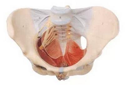 女性骨盆附盆底肌和神经模型女性骨盆附韧带QY-GYBA24B