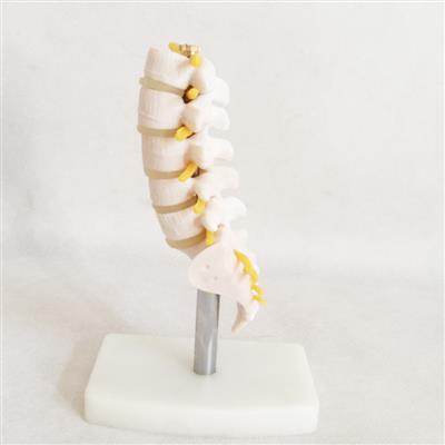 小型腰椎带尾椎骨模型QY-GYBA19A