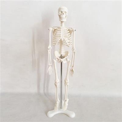 人体骨骼模型45CMQY-GYBA03