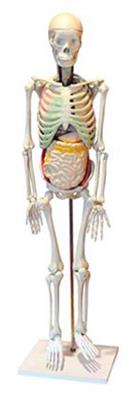 人体骨骼与内脏关系模型QY-XJJG0110