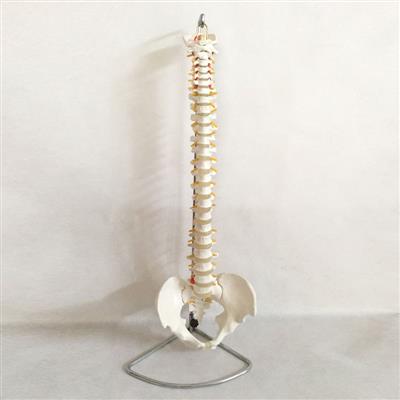 自然大脊椎带骨盆模型QY-GYBA05