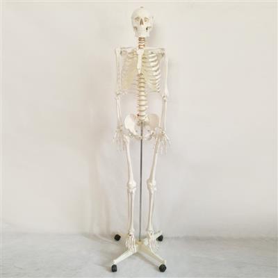 女性全身人体骨骼模型QY-GYBA011