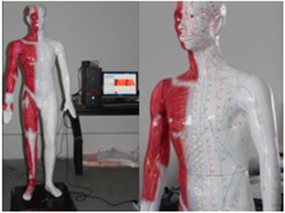 电感应多媒体人体针灸穴位发光模型QY-AMDXE