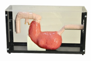 胃镜与ERCP训练模型QY-WJ10470