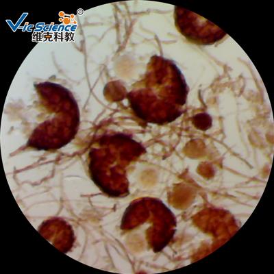 生物学玻片 动物玻片套装25种
