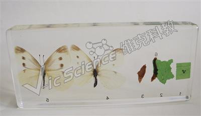 菜青虫变菜粉蝶成长活体树脂包埋标本化石标本