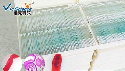 医学寄生虫切片套装百种日本血吸虫雌雄合抱装片