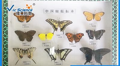 中国蝴蝶标本 昆虫标本