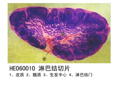免疫系统淋巴结切片HE60010