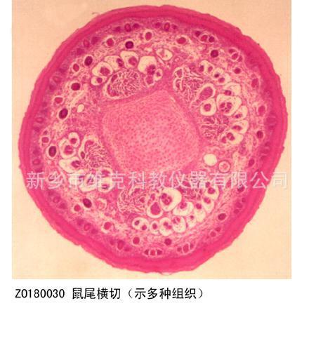 鼠尾横切（示多种组织）