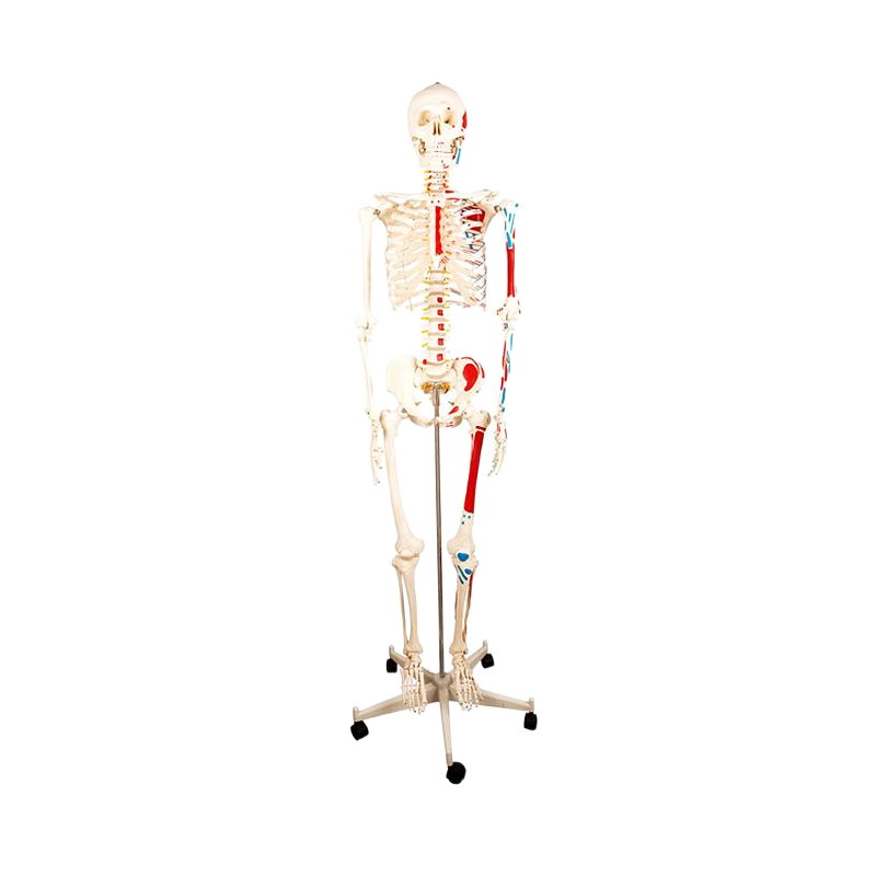 宸博 人体骨骼附半边肌肉着色模型170cm CB/XC101B