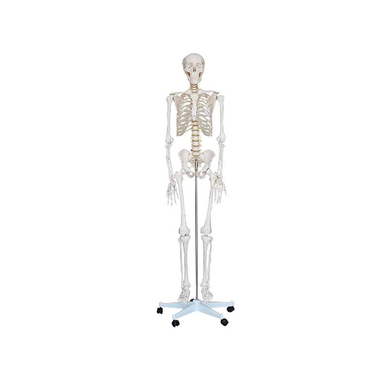 宸博 人体骨骼模型（高170cm） CB/XC101