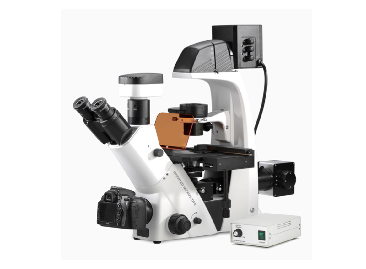 BDS500实验室倒置荧光显微镜