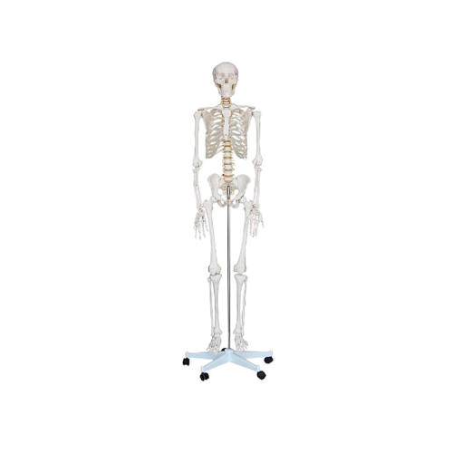 宸博 人体骨骼模型（高170cm） CB/XC101