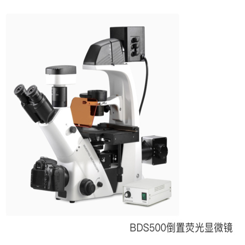  BDS500倒置荧光显微镜