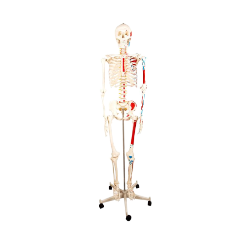 宸博 人体骨骼附半边肌肉着色模型170cm CB/XC101B